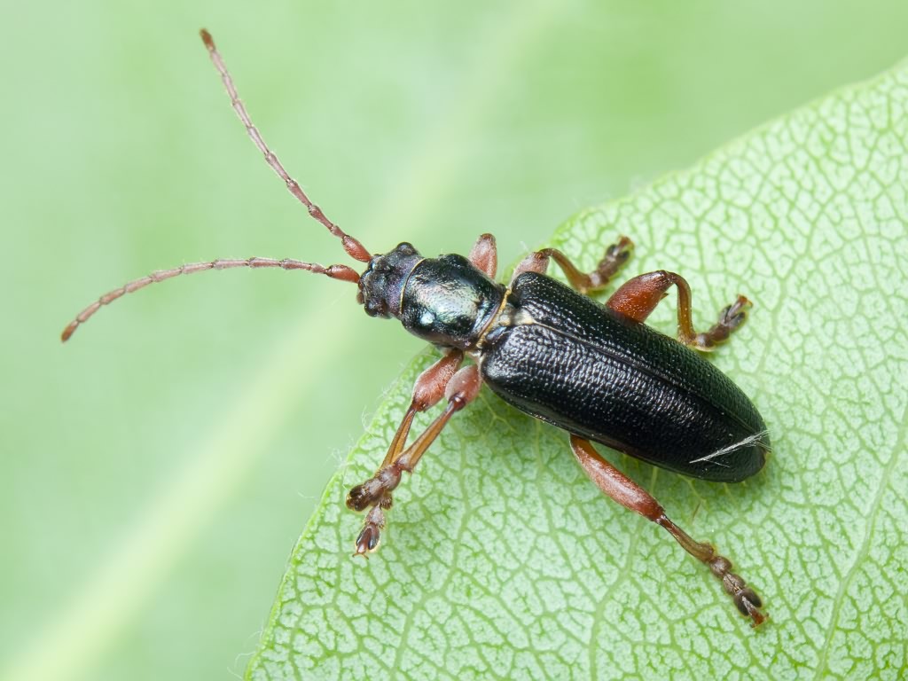 Plateumaris bracata (Scopoli, 1772)